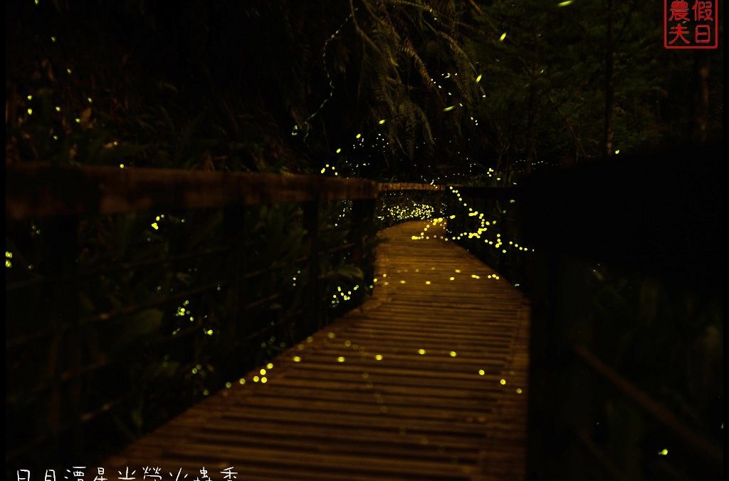 日月潭星光螢火蟲季。歐都納戶外山野勇氣館/頭社活盆地/頭社水庫